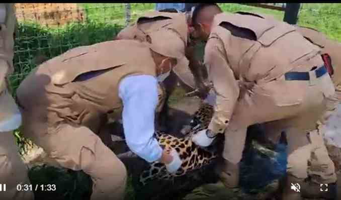 Video: Llegan a Zacango cinco felinos rescatados de Black Jaguar White Tiger